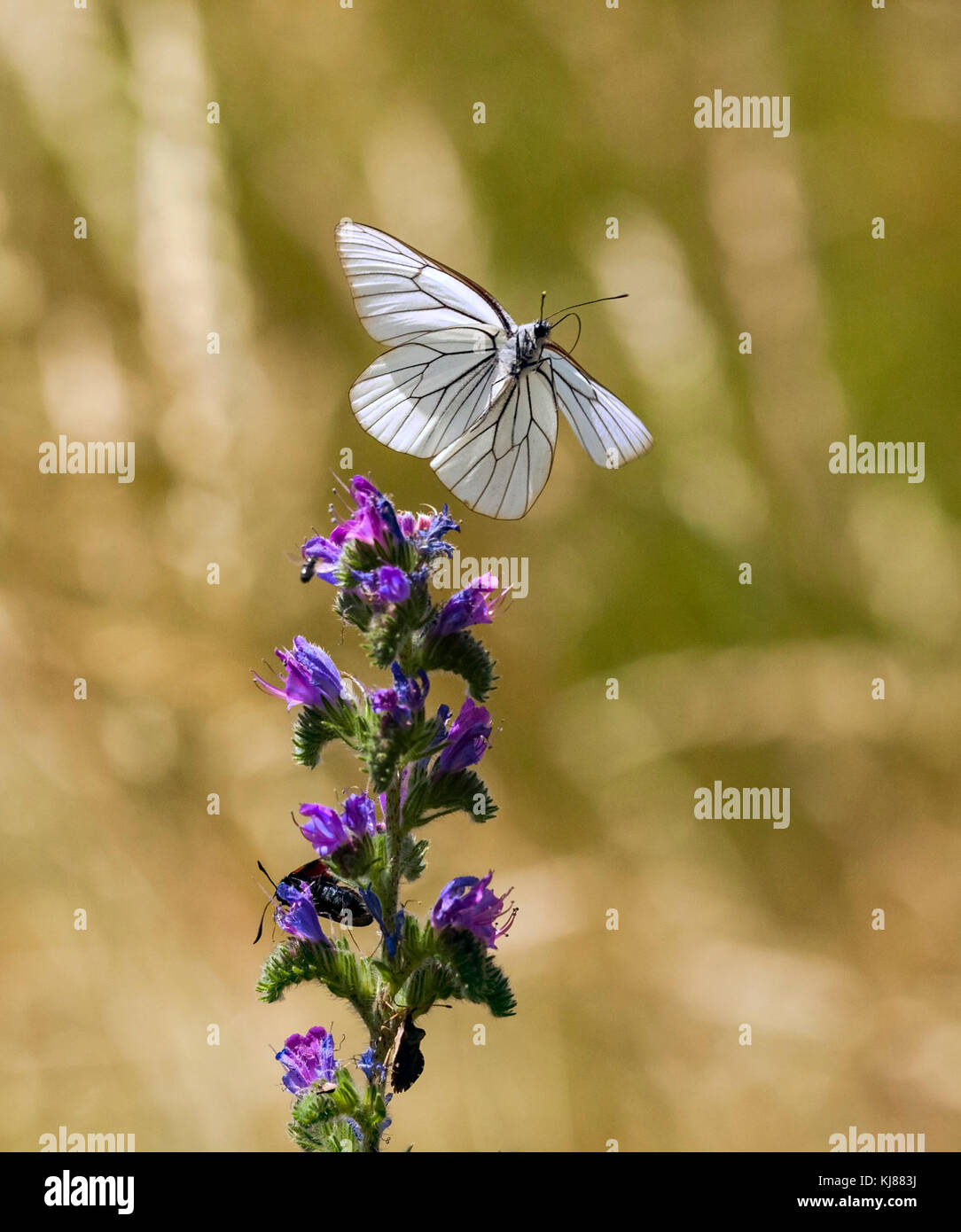 * farfalla britannica il bianco nero venato Aporia cratagegi in volo nella campagna spagnola su una testa di fiore a Riaza nella Spagna centrale Foto Stock