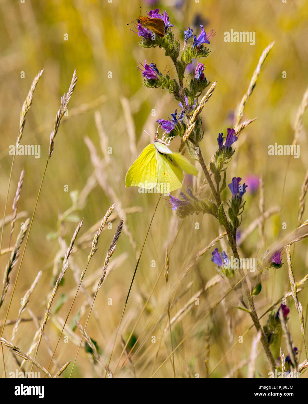 Brimstone butterfly Gonepteryx rhamni sulla testa di fiori nella campagna inglese England Regno Unito Foto Stock