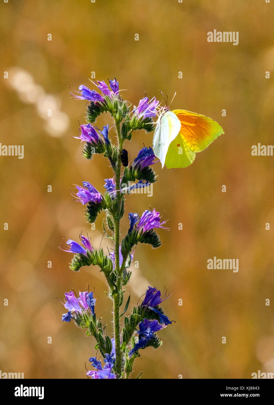 Farfalla di Cleopatra Gonepteryx cleopatra al sole sulla Viper di fiore bugloss nella campagna spagnola Spagna Foto Stock