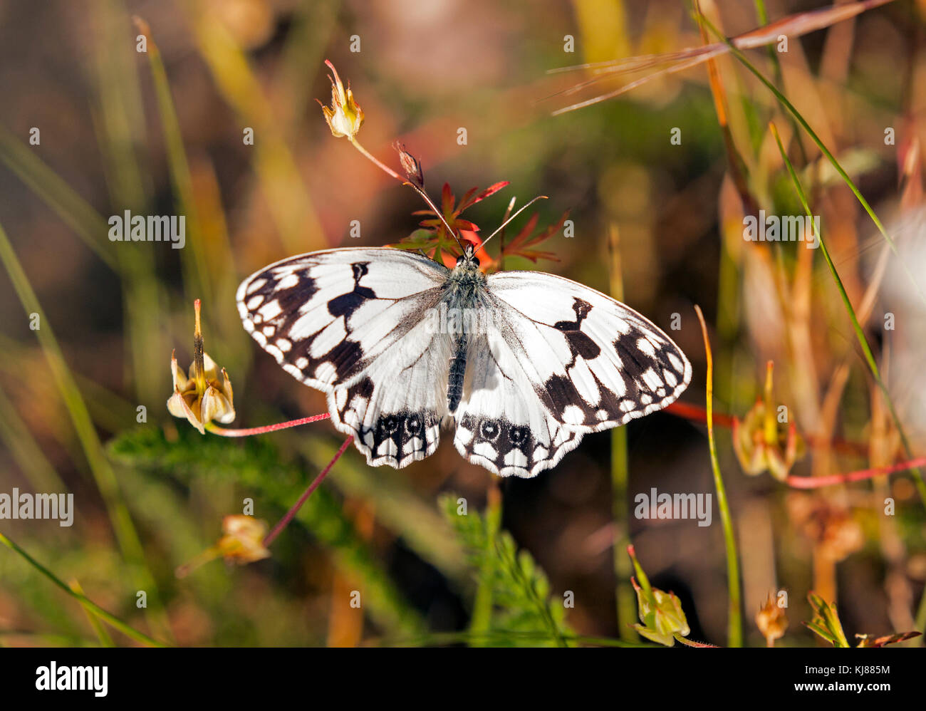 Iberica Bianco Marmo butterfly Melanargla lachesls nella Spagna centrale Foto Stock