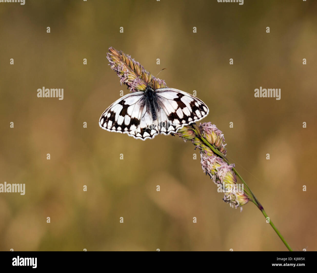 Iberica Bianco Marmo butterfly Melanargla lachesls nella Spagna centrale Foto Stock