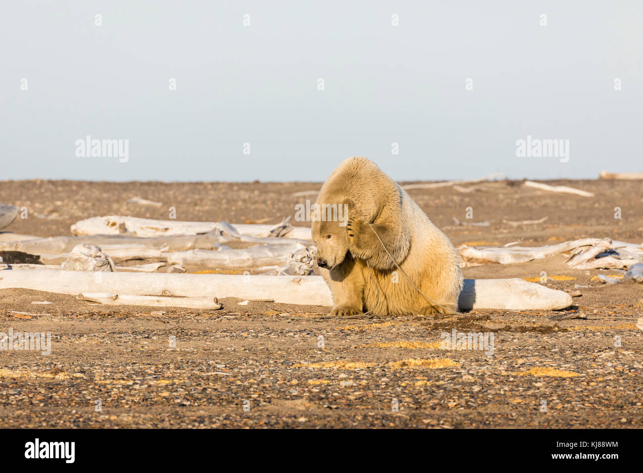 L'orso polare gioca con la corda sull'isola di barriera lungo il Beaufort Sea a Kaktovik, Alaska. Foto Stock