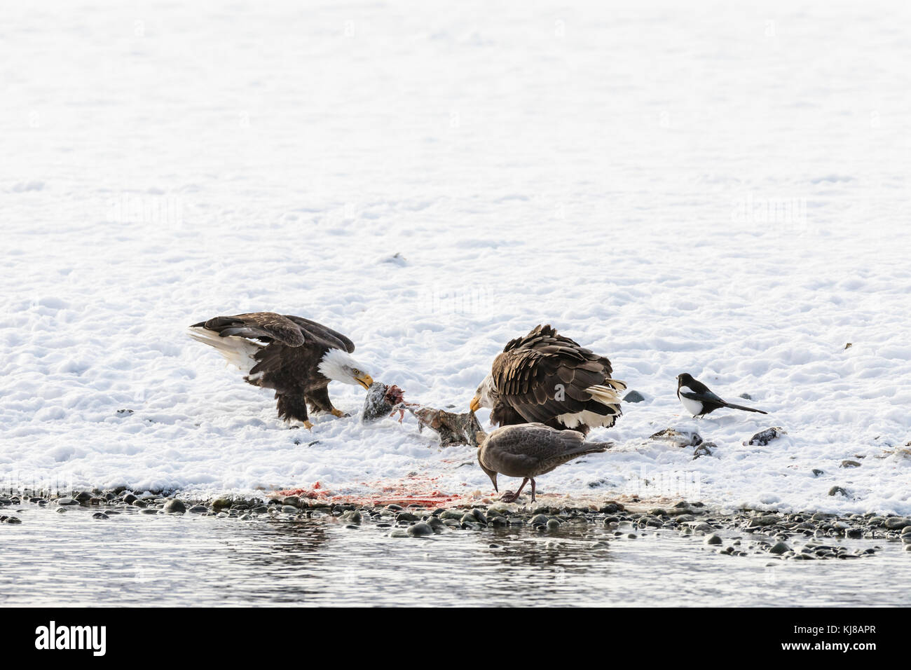 Aquile bald in un tiro di guerra sugli stessi scarti di salmone lungo il fiume Chilkat nel fiume Chilkat Bald Eagle Preserve in Alaska. Foto Stock