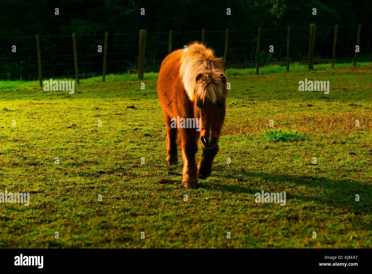 Pony marrone su un prato Foto Stock