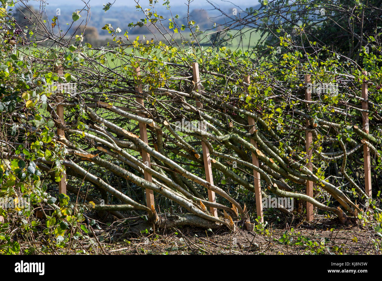 39a copertura nazionale recante campionati a Stourhead, Wiltshire, Inghilterra 28 Ottobre 2017 Foto Stock