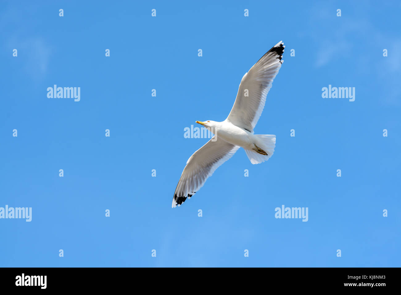 Flying seagull sul cielo blu. Foto Stock