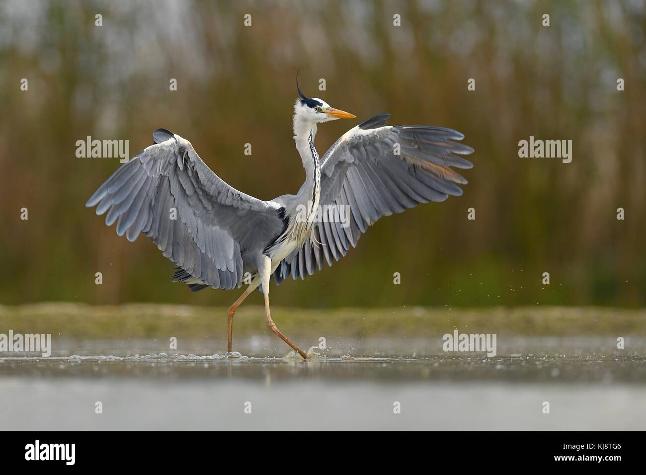 Airone cinerino (Ardea cinerea), passeggiate in acqua, parco nazionale di Kiskunsag, Ungheria Foto Stock