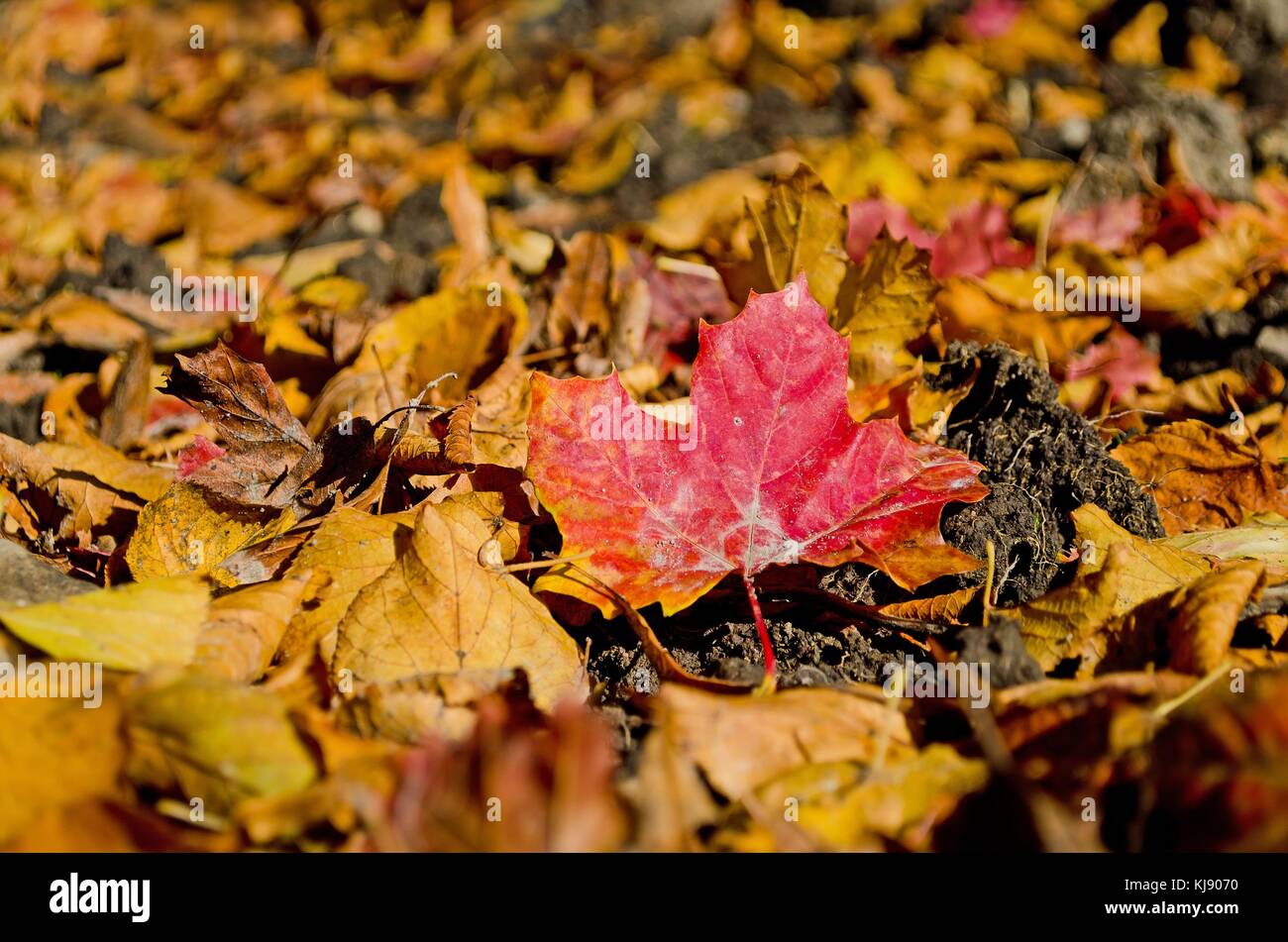 In foglie di autunno sono la caduta di cui è un grande spettacolo per il fotografo e la natura è in grado di fornire a noi questa grande offerta per la cattura e la sua bella Foto Stock