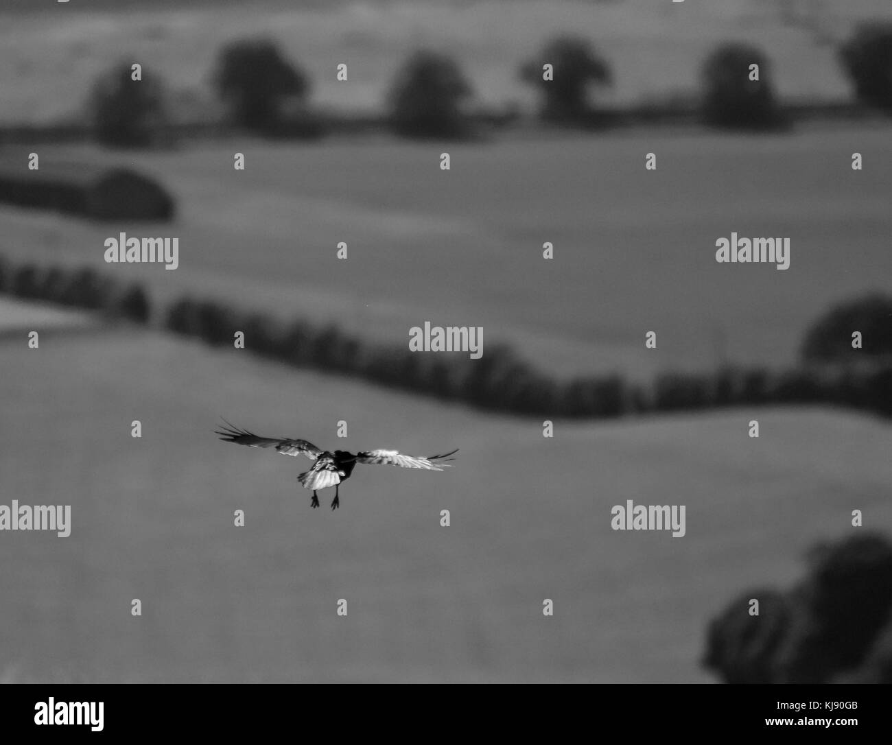 Foto in bianco e nero di un Carrion Crow volando sopra la Campagna britannica Foto Stock
