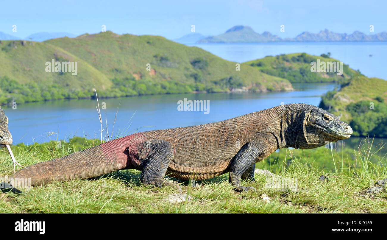 Drago di Komodo (Varanus komodoensis ) in habitat naturali. più grande lucertola vivente nel mondo. isola rinca. Indonesia. Foto Stock