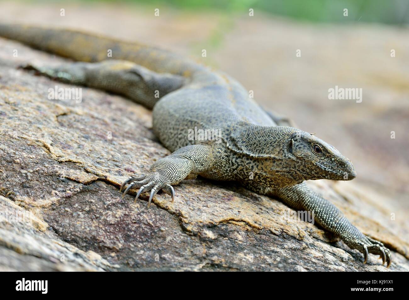 Il Bengala monitor su pietra. Bengala monitor (Varanus bengalensis) o comuni indiana monitor. Yala National Park. sri lanka. Foto Stock