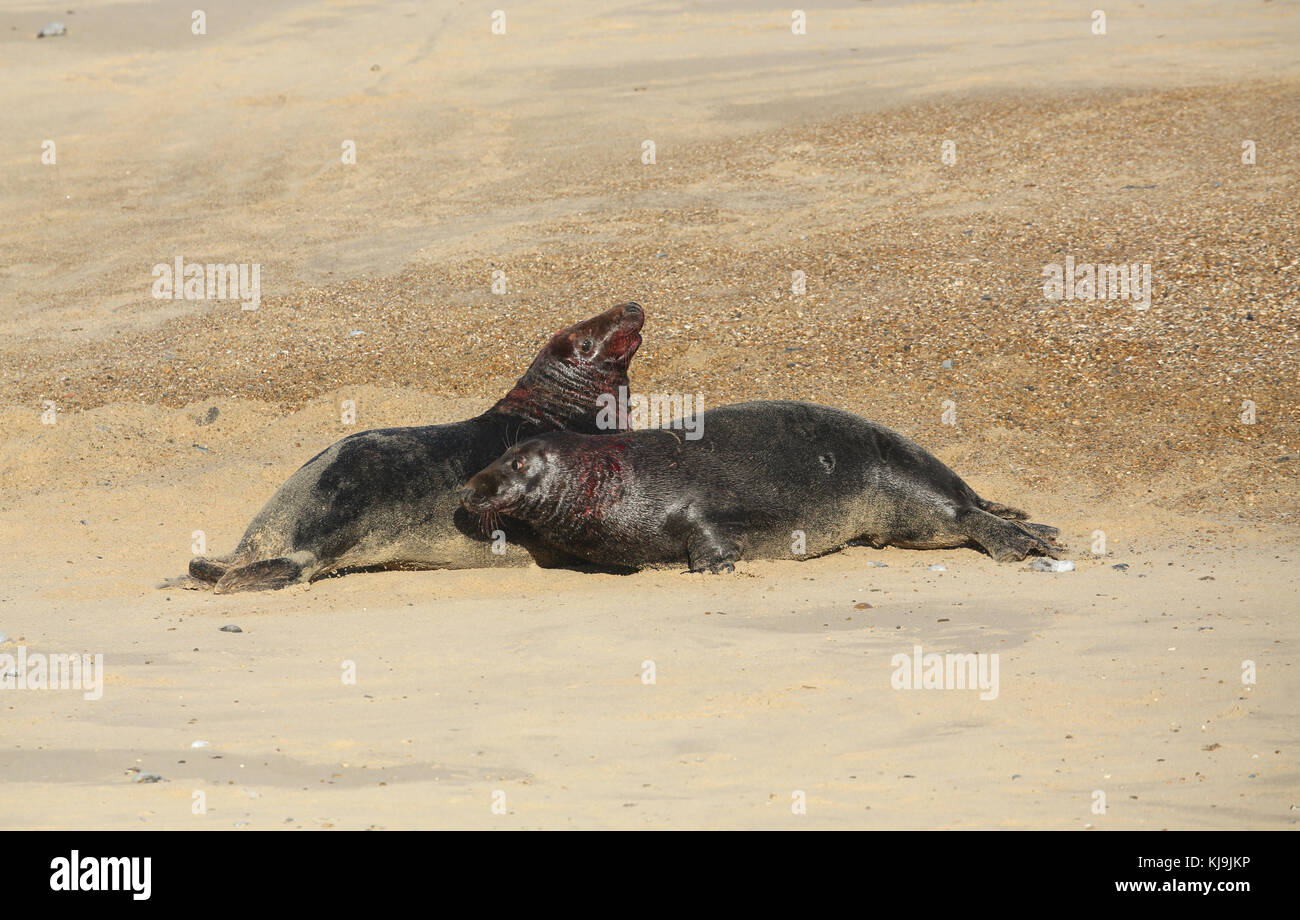 Due grandi combattimenti dominante guarnizione grigio tori (Halichoerus grypus) su una spiaggia in horsey, norfolk, Regno Unito. Foto Stock