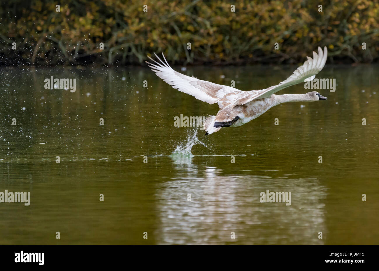 Swan Cygnet (Cygnus olor) prendendo il largo da un lago in autunno nel West Sussex, in Inghilterra, Regno Unito. Foto Stock