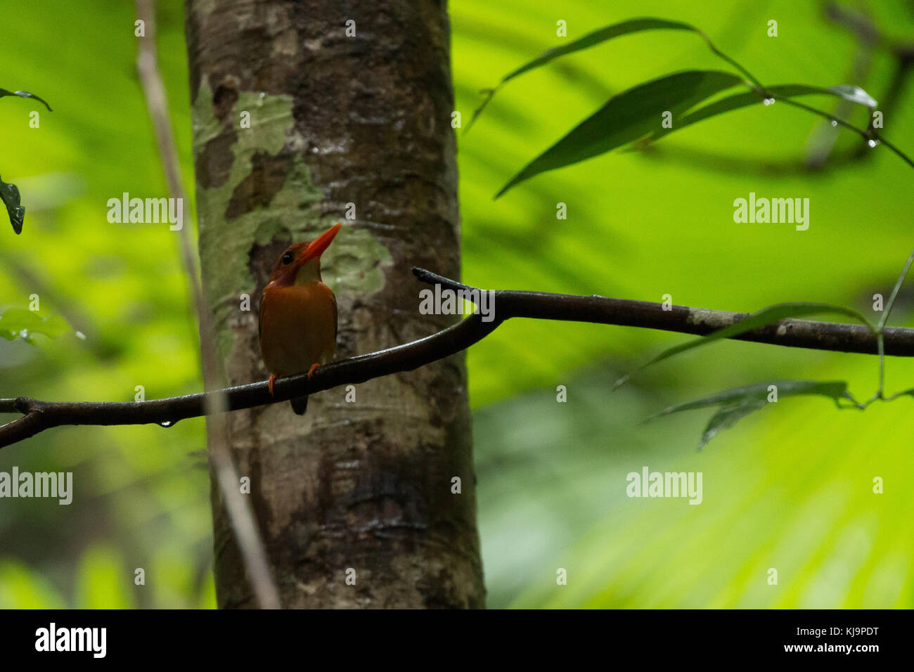 Sulawesi dwarf kingfisher (Ceyx fallax), un piccolo uccello endemico Tangkoko National Park, Sulawesi, Indonesia Foto Stock