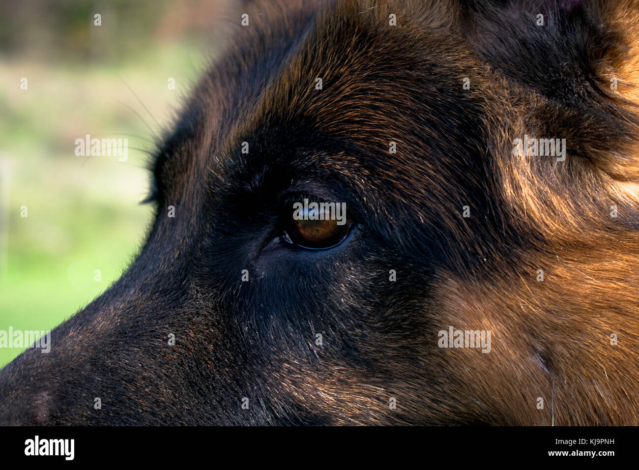 Pastore Tedesco cane close up Foto Stock