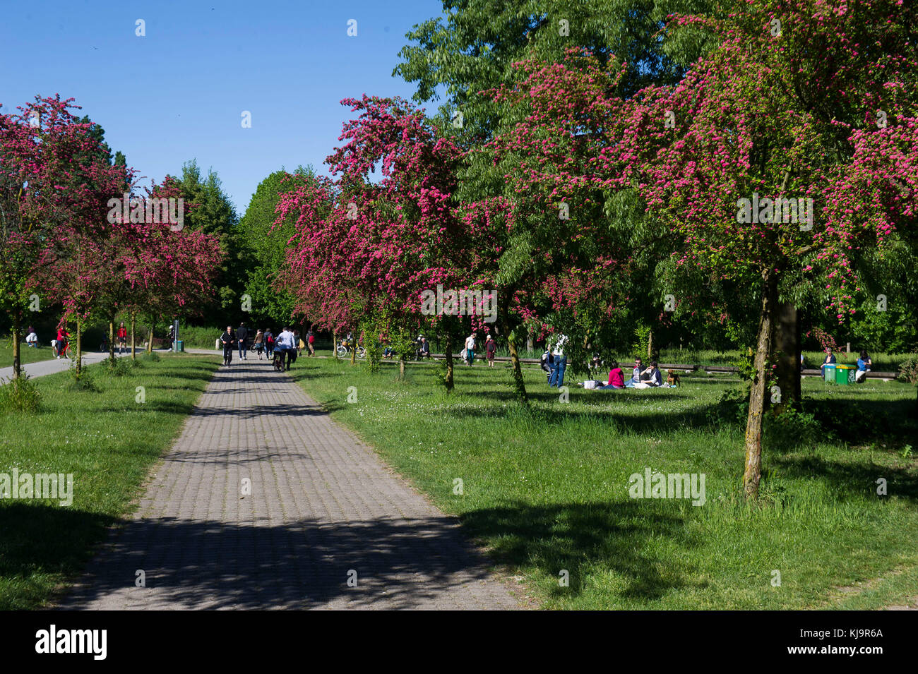 Parco Nord Milano è un metropolita parco suburbano situato nella periferia nord di Milano. Classificato come regionale, si estende tra la città di Milano, Bresso, Cusano Milanino, Cormano, Cinisello Balsamo e Sesto San Giovanni. Foto Stock