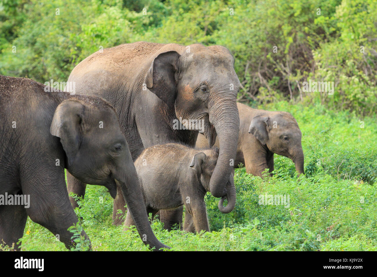 Un gruppo di elefanti durante un safari tour in Sri Lanka, con il giovane elefante protetti da sua madre Foto Stock