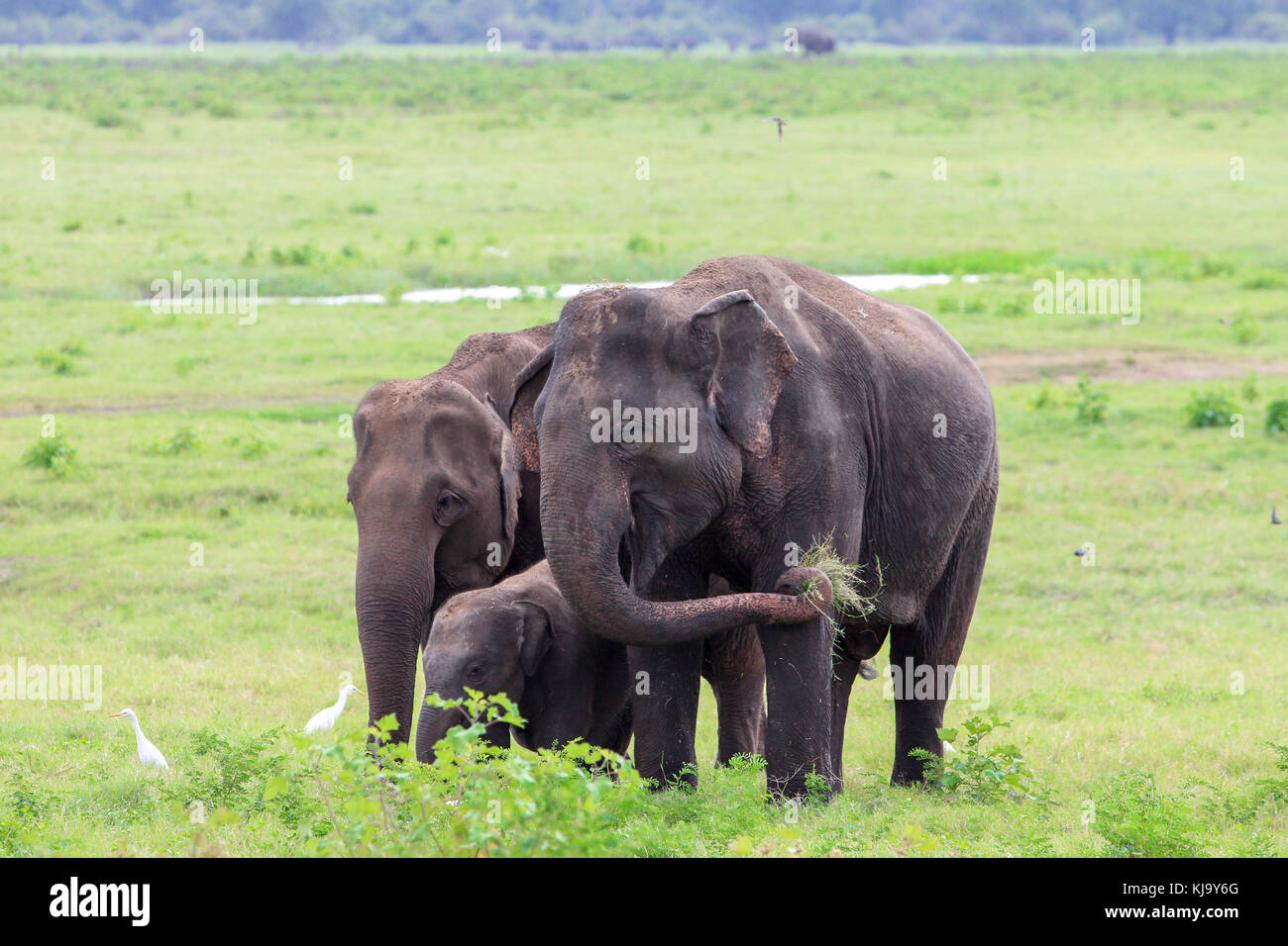 Un gruppo di elefanti mangia erba, durante un safari tour in Sri lanka. Il giovane elefante è protetto tra i due genitori. Foto Stock