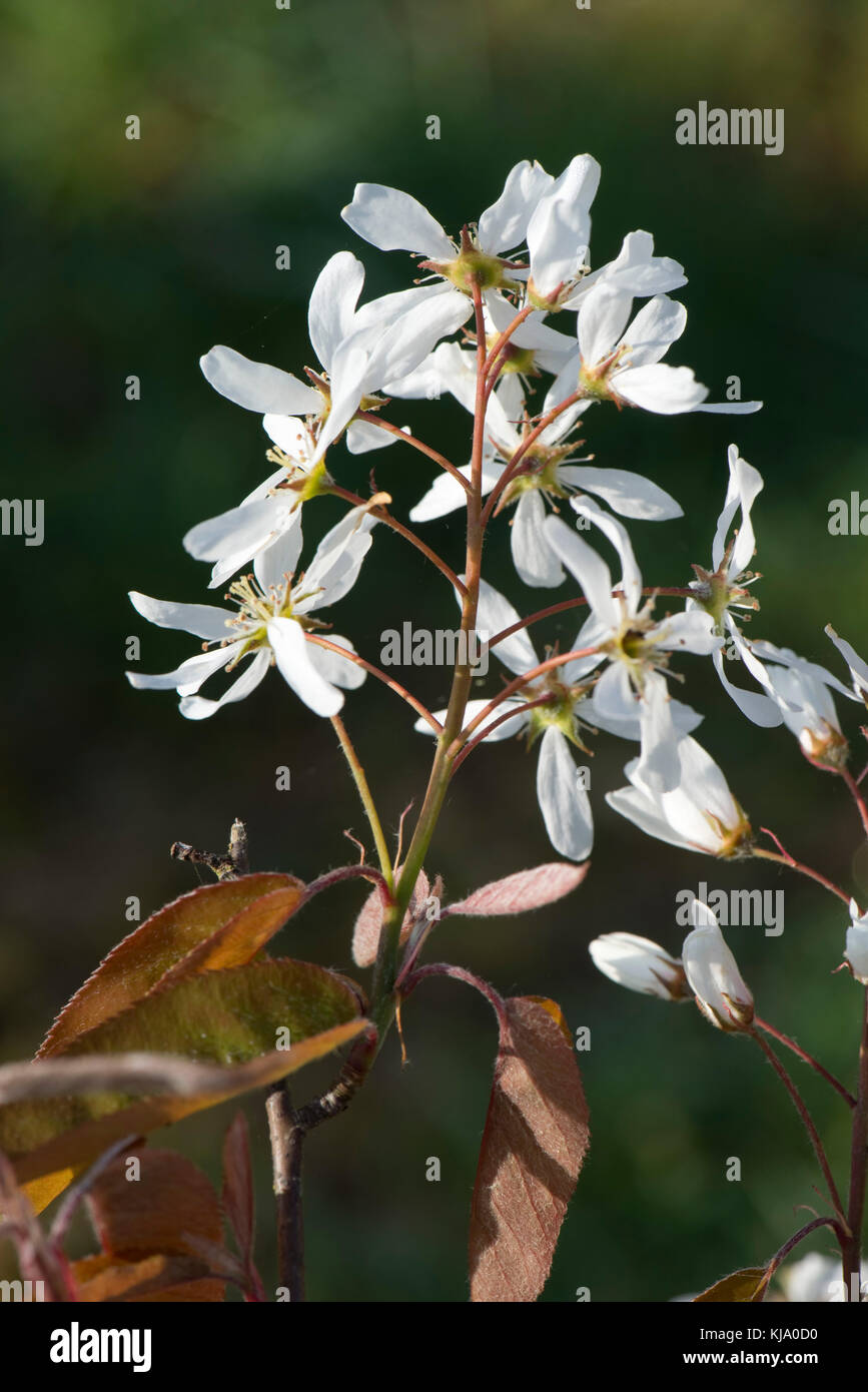 Fiori bianchi e foglie giovani di serviceberry, Amelanchier canadensis , un giardino di latifoglie arbusto o piccolo albero in primavera Foto Stock