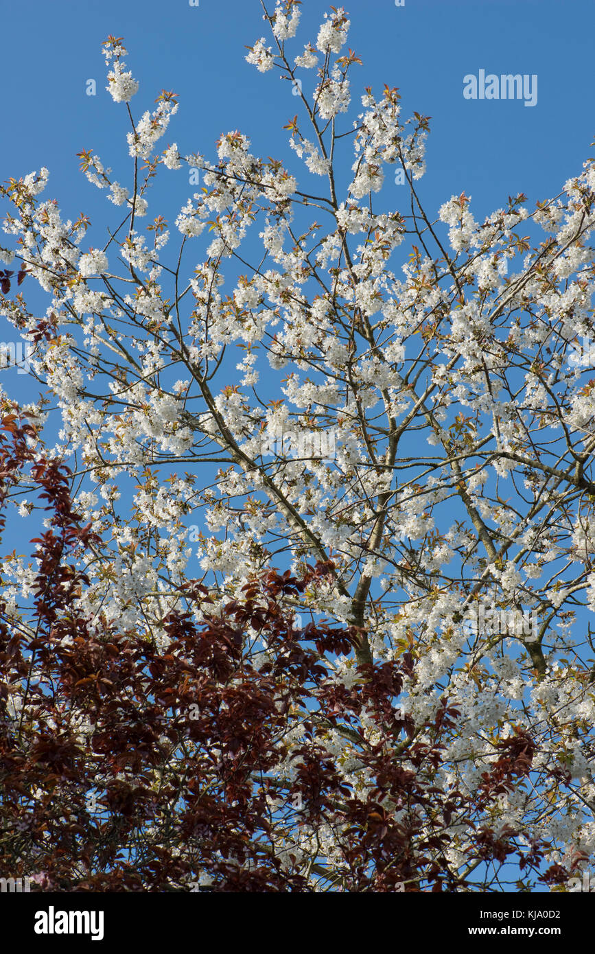 Foglie rosse di Prunus cerasifera davanti a un profusamente fioritura o wild bird cherry tree nel gruppo molla contro un cielo blu Foto Stock