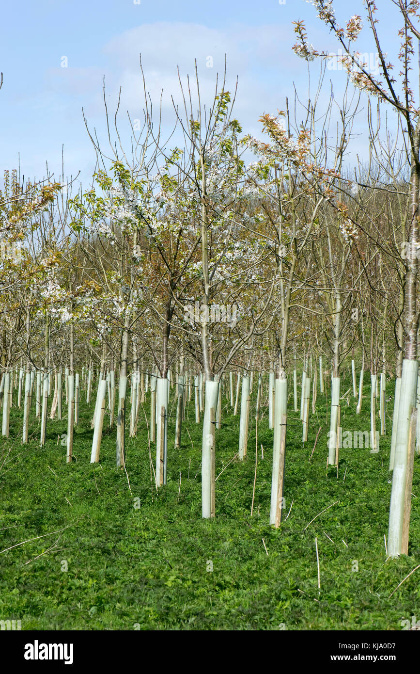 Una piantagione di alberi giovani per i boschi, fioritura ciliegi selvatici e altri in plastica protettiva tubi in primavera, berkshire, aprile Foto Stock