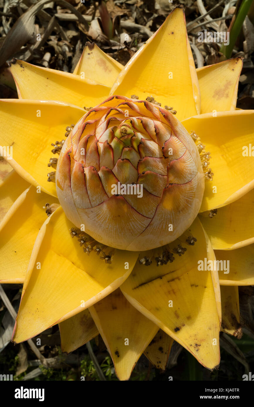 Giallo nana cinese banana flower Foto Stock