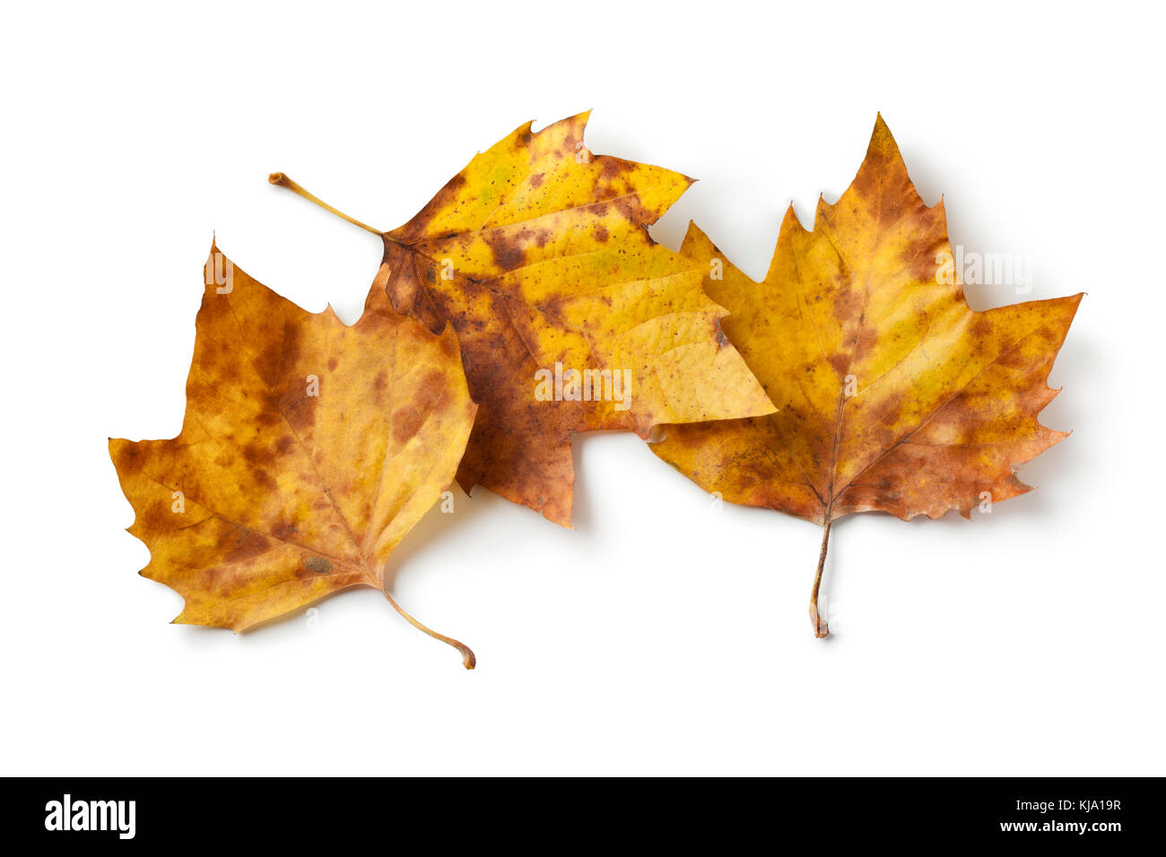 Londra albero piano le foglie in autunno a colori su sfondo bianco Foto Stock