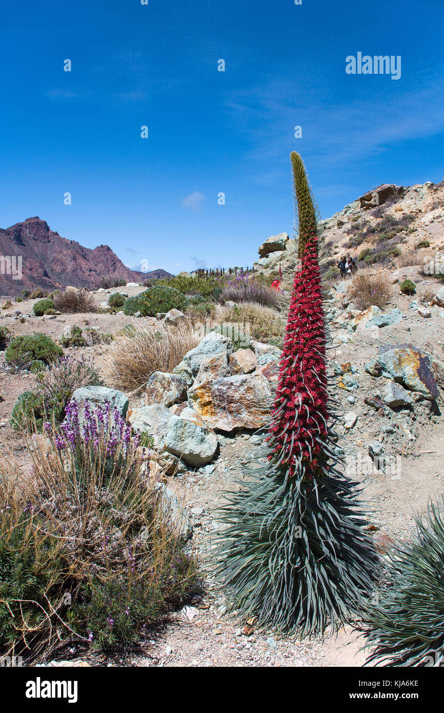 Wildprets natternkopf, diamant-natternkopf, rote tajinaste (echium wildpretii), Tenerife bugloss, rosso bugloss, isola di Tenerife, Isole canarie, Spagna Foto Stock