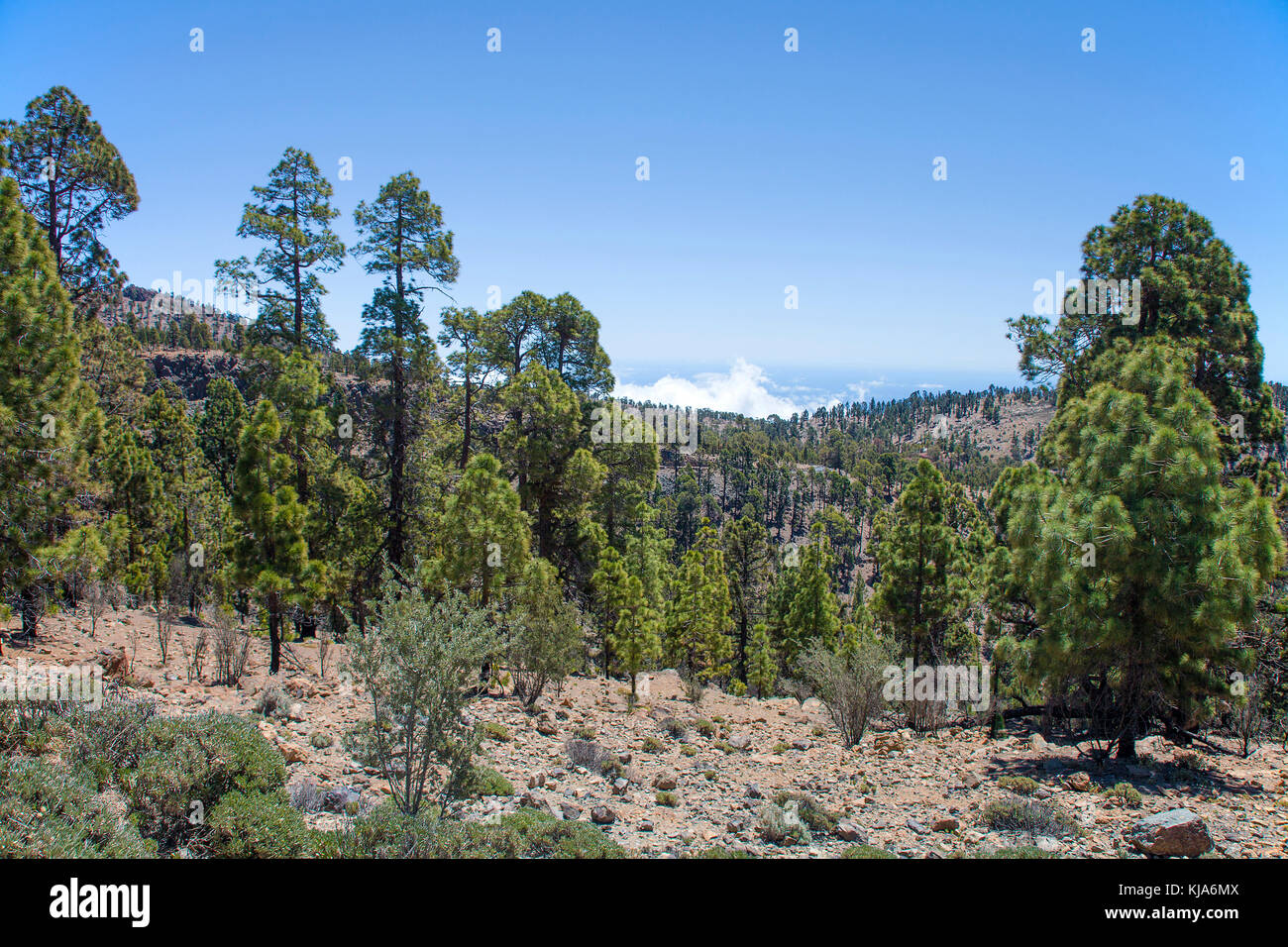 Kanarische kiefer (pinus canariensis), il Teide-nationalpark, Unesco weltnaturerbe, alberi di pino in linea di legname, isola di Tenerife, Isole canarie, Spagna Foto Stock