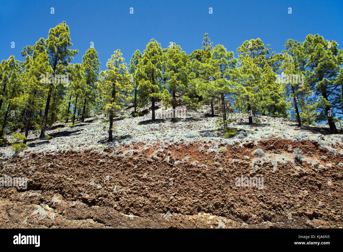 Kanarische kiefer (pinus canariensis), il Teide-nationalpark, Unesco weltnaturerbe, alberi di pino in linea di legname, isola di Tenerife, Isole canarie, Spagna Foto Stock