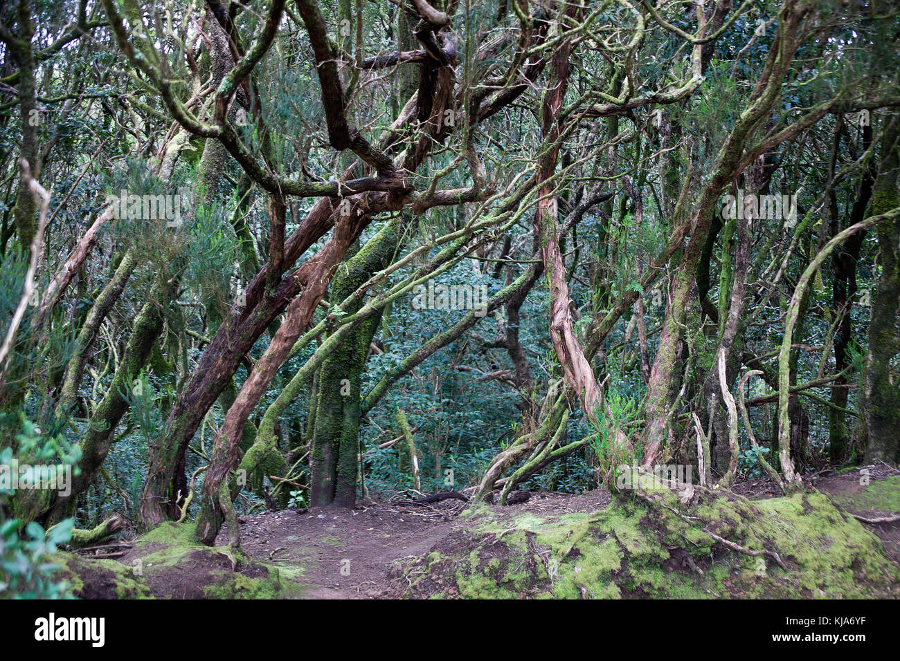 Foresta laurel a montagne di Anaga, cruz del carmen, lato nord dell'isola, isola di Tenerife, Isole canarie, Spagna Foto Stock