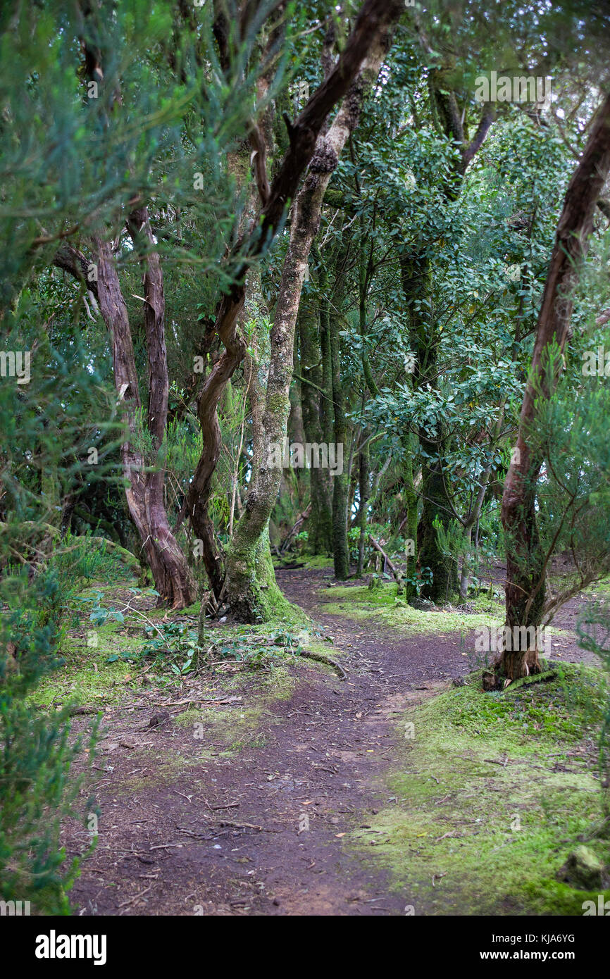 Sentiero in una foresta laurel a montagne di Anaga, cruz del carmen, lato nord dell'isola, isola di Tenerife, Isole canarie, Spagna Foto Stock