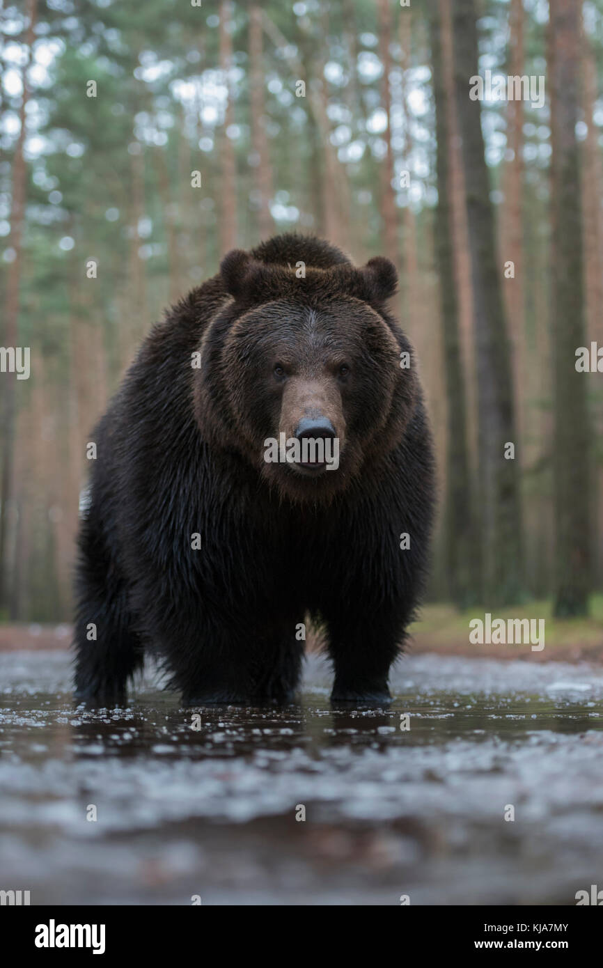 Orso bruno / Braunbaer ( Ursus arctos ) in piedi in acque poco profonde congelate ai margini di una foresta, colpo frontale, punto di vista basso, Europa. Foto Stock