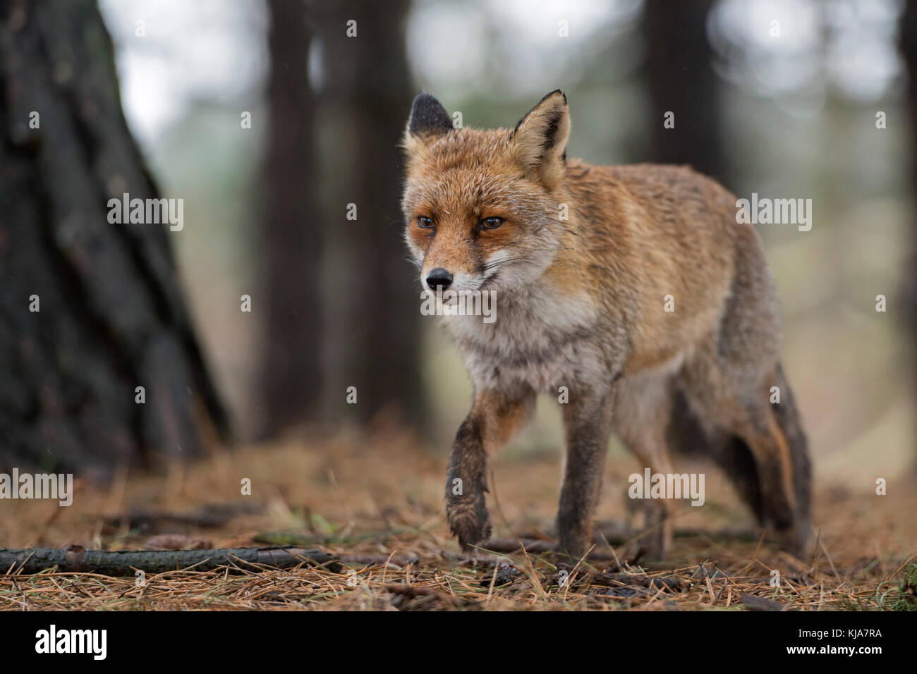Red Fox / rotfuchs ( vulpes vulpes ) adulto , passeggiate attraverso boschi, caccia, avvicinandosi, vista frontale, la fauna selvatica, l'Europa. Foto Stock