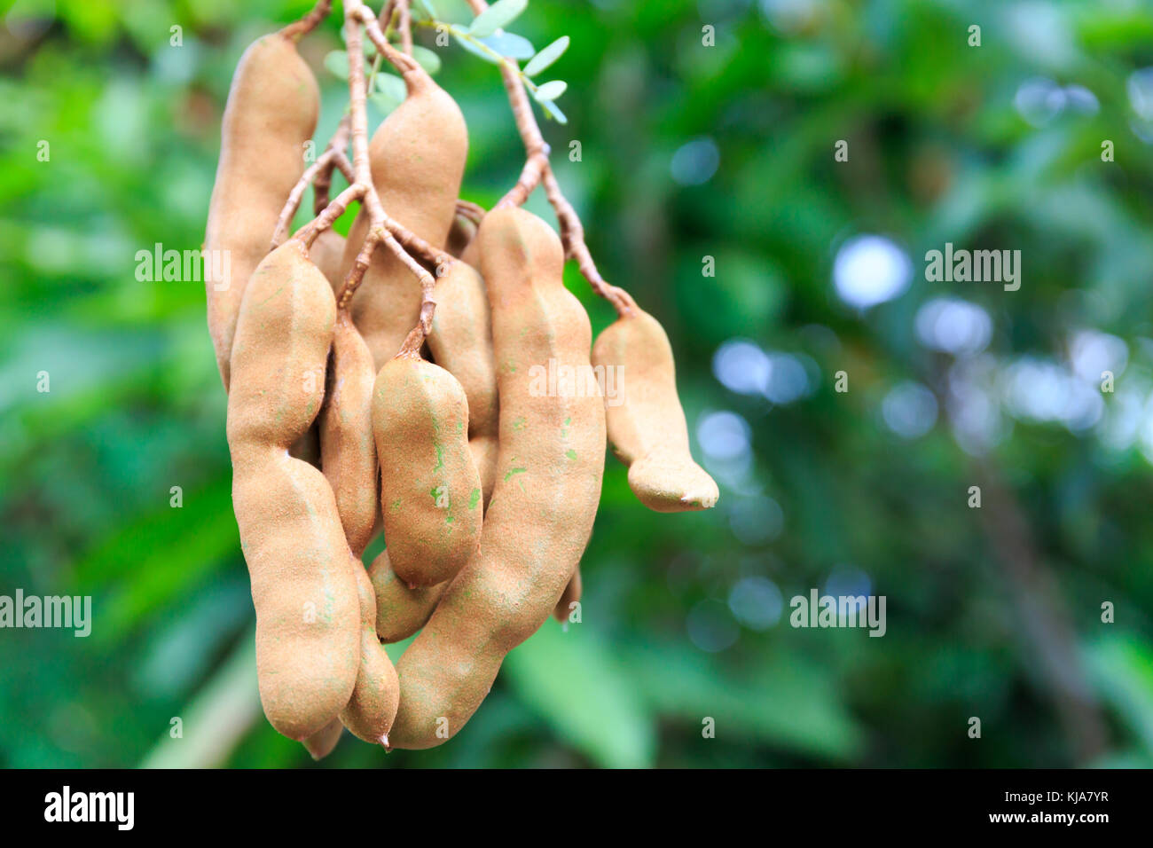 Il tamarindo frutto pende verso il basso il suo albero in Asia tropicale. Foto Stock