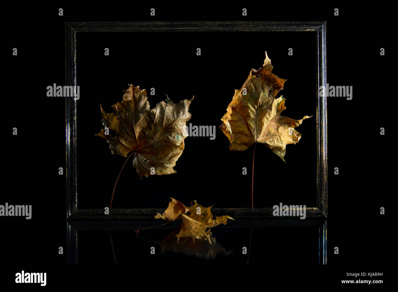 Meravigliosa natura - secco strutturato Maple Leafs in piedi in un telaio metallical davanti a sfondo nero Foto Stock