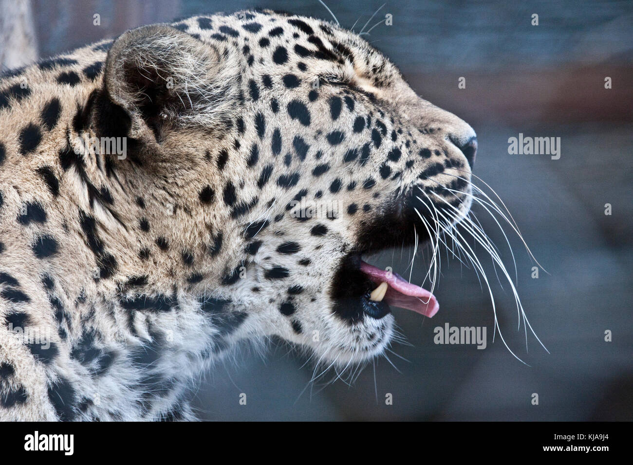 Starnuti persiano di Tiger nel giardino zoologico. Foto Stock