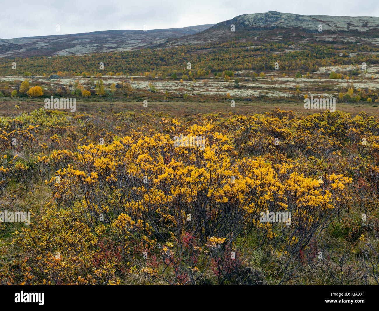 Boccola di colore autunnale. Rondane, Norvegia. Foto Stock