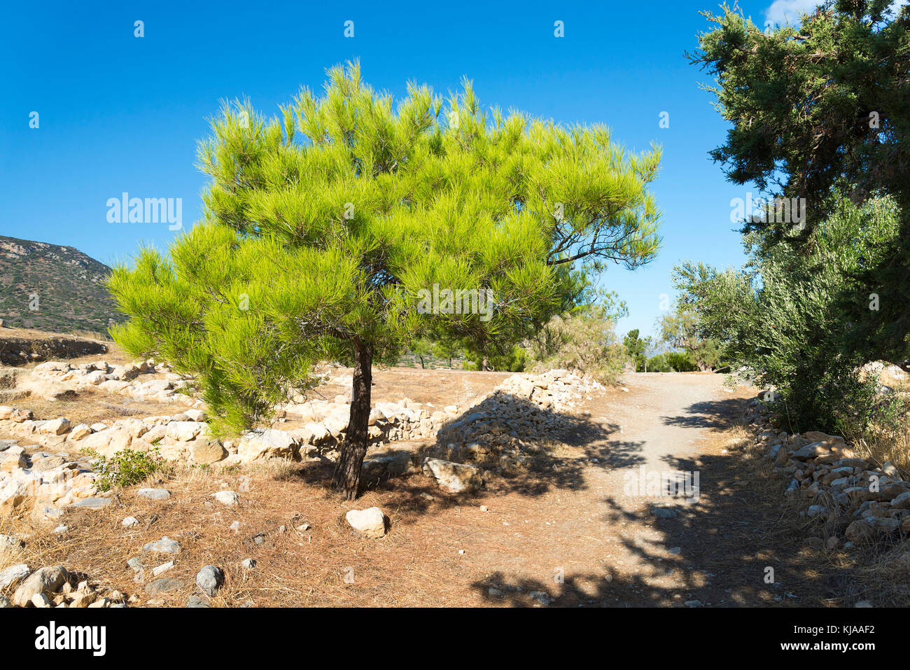 Albero con rami spinosi closeup nella giornata di sole Foto stock - Alamy