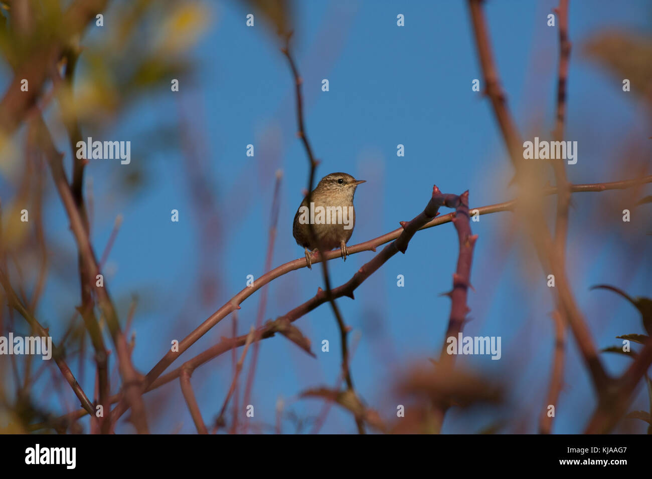 Piccolo grigio birdie sul canale Foto Stock