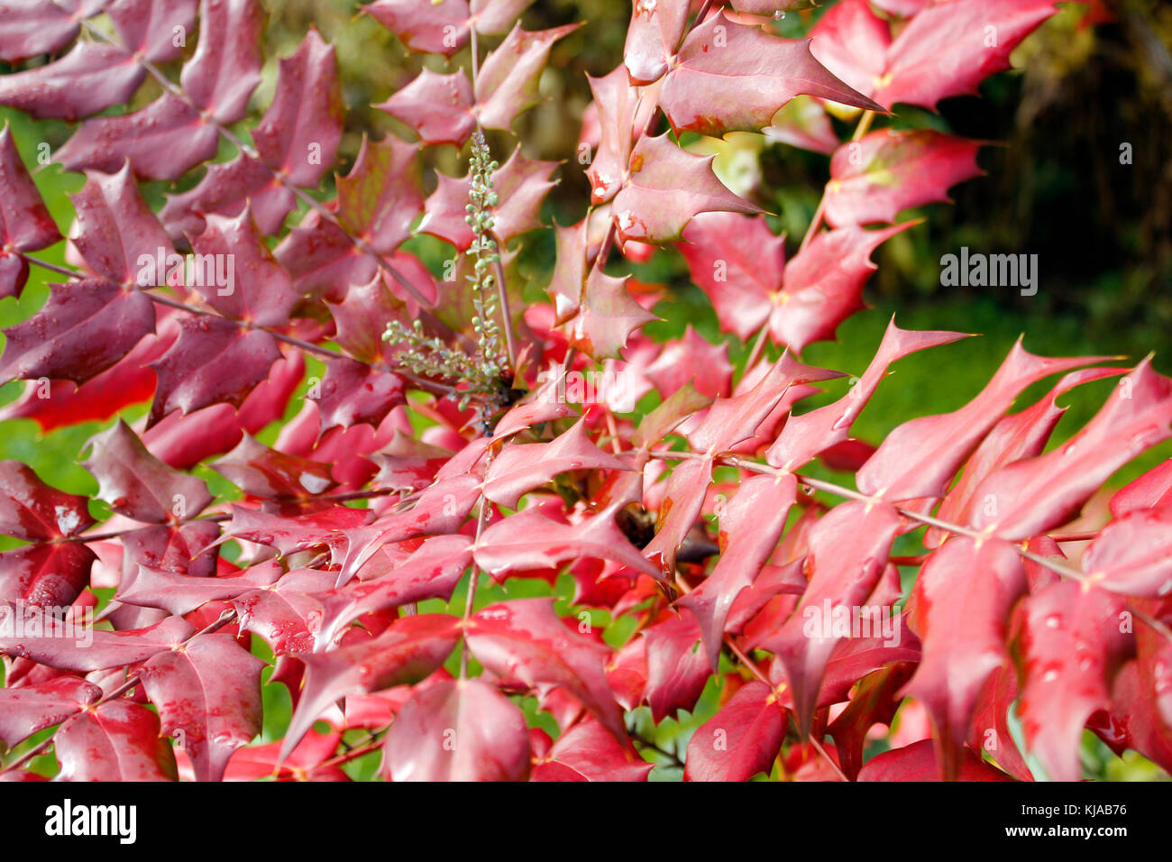 Mahonia x media sole invernale in autunno mostra colori ricchi Foto Stock