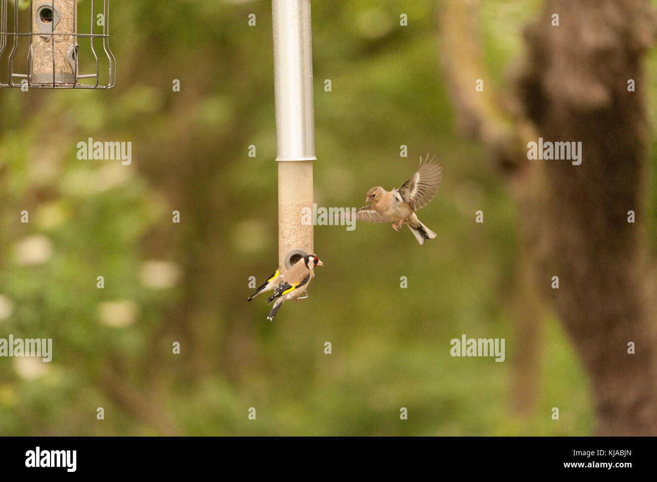 I Goldfinches maschi seduti sull'alimentatore di semi di girasole mentre una femmina Goldfinch si sposta in attesa di andare avanti a mangiare. Foto Stock