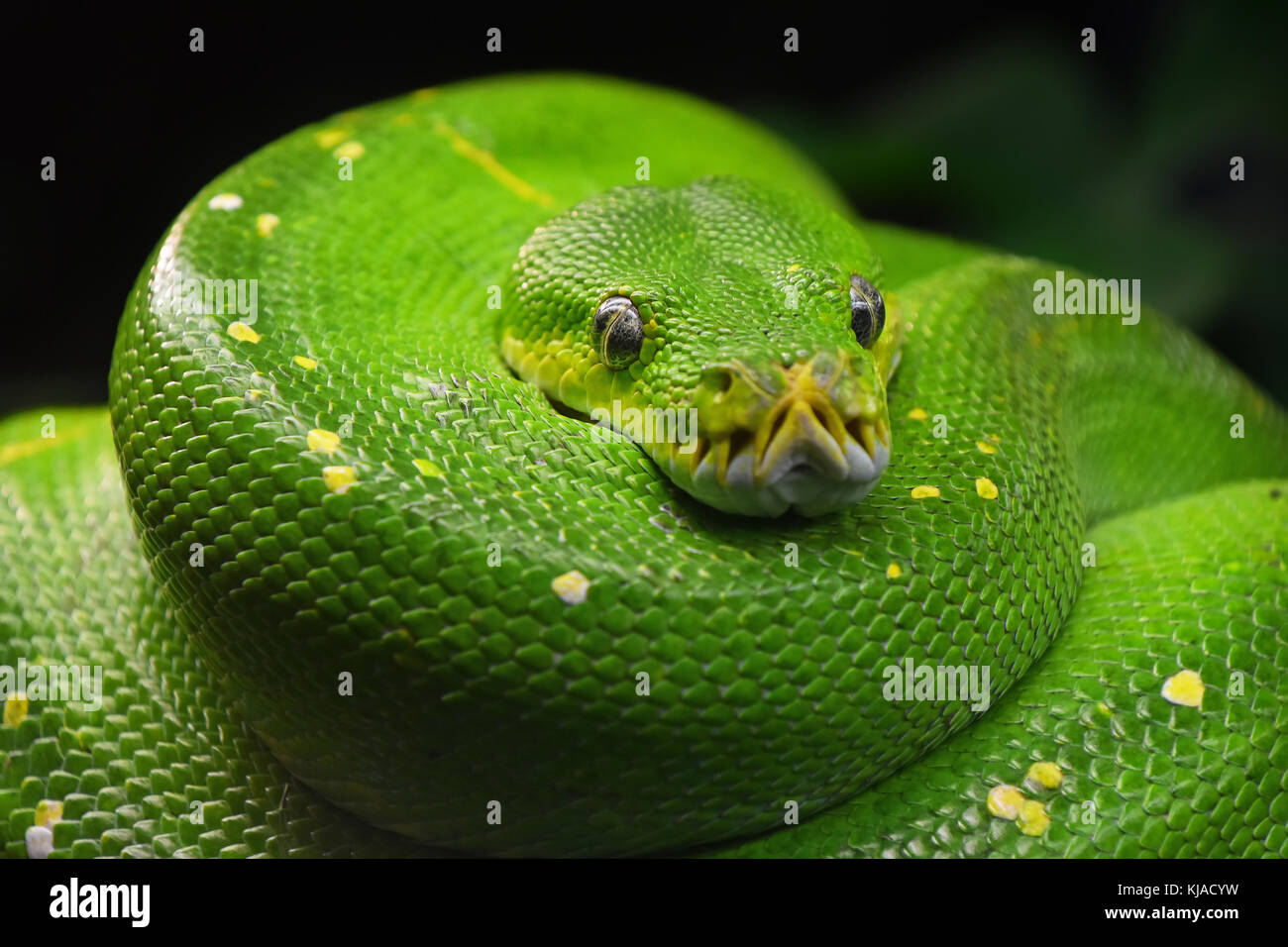 Close up ritratto della splendida green tree python (morelia viridis) guardando alla fotocamera e a basso angolo di visione Foto Stock