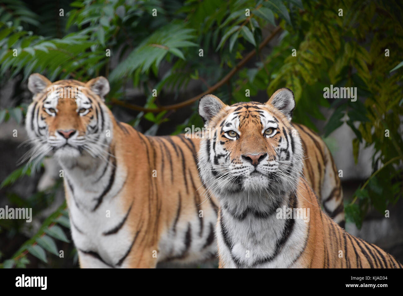 Close up front ritratto di due giovani donne (Amur siberian) tigers guardando fotocamera sulla foresta verde, sfondo a basso angolo di visione Foto Stock