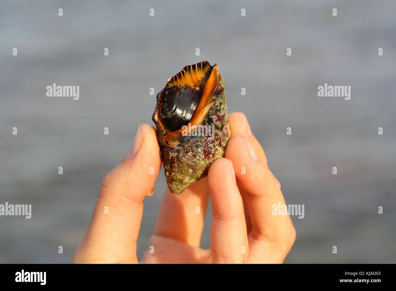 Un soggiorno murex famiglia seashell mano, preso dall'acqua di mare. Foto Stock