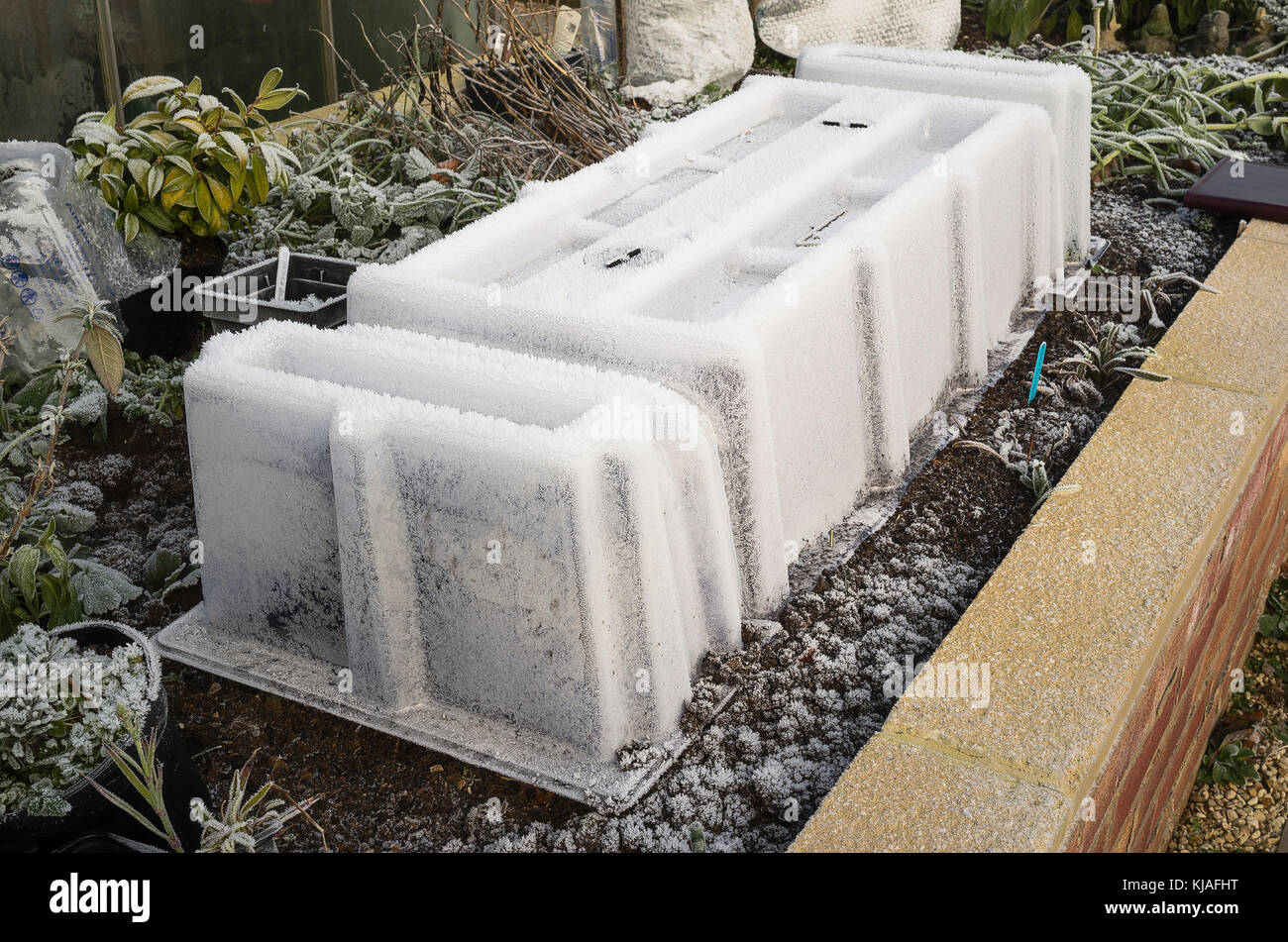 Una plastica congelati cloche di dare protezione a più di svernamento di piante in un grande piantatrice sollevato nel Regno Unito Foto Stock