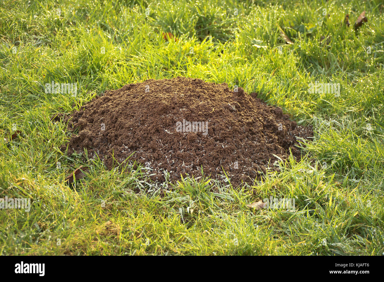 Mole hill che compare su un prato inglese Foto Stock