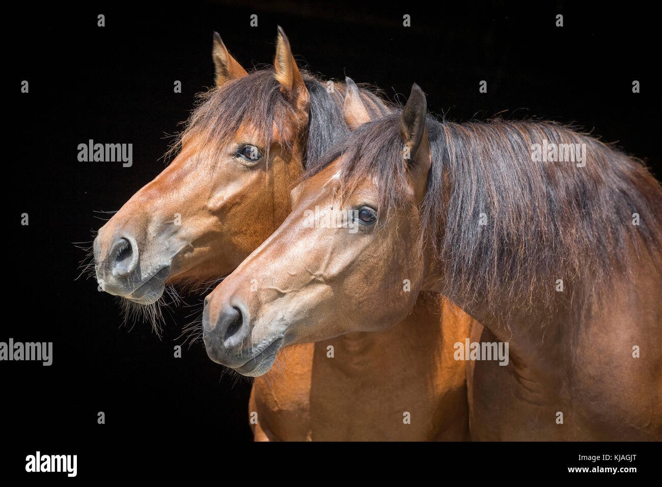 Freiberger cavallo, Franches-Montagnes. Ritratto di alloggiamento per due adulti, visto contro uno sfondo nero. Svizzera Foto Stock
