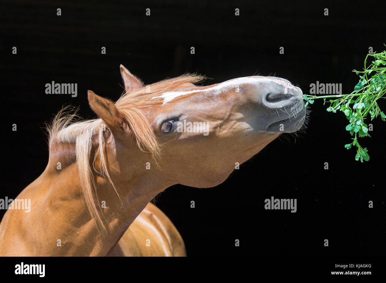 Freiberger cavallo, Franches-Montagnes. Chestnut mare roditura su un impianto. Svizzera Foto Stock