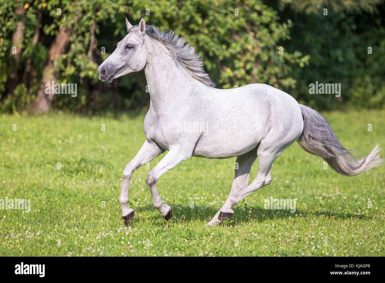 Cavallo Francese Selle Francais Grigio Mare Al Galoppo Su Un Prato Germania Foto Stock Alamy